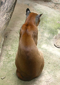 เสือไฟ