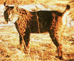 ลิงซ์สเปน ลิงซ์ไอบีเรีย spanish lynx, iberian lynx