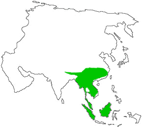 เขตกระจายพันธุ์ของเสือไฟ