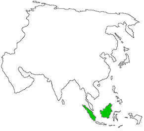 เสือลายเมฆบอร์เนียว