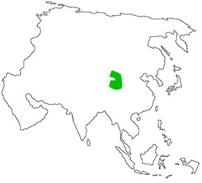 แมวภูเขาจีน