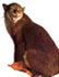 แมวแดงบอร์เนียว bornean bay cat