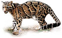 เสือลายเมฆ clouded leopard