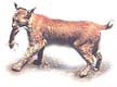 ลิงซ์ยุโรป eurasian lynx