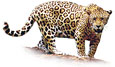 เสือจากัวร์ jaguar
