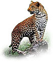 เสือดาว leopard