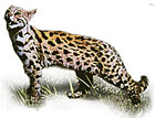 แมวดาว leopard cat