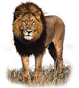 สิงโต lion