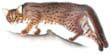 แมวจุดสีสนิม rusty-spotted cat