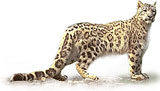 เสือดาวหิมะ snow leopard