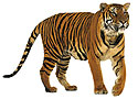 เสือโคร่ง tiger