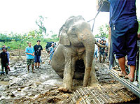 thai elephant day
