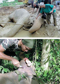 thai elephant day