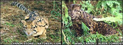 bornean clouded leopard