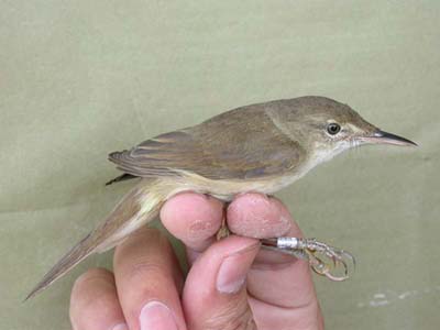 Large-billed Reed Warbler