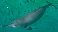 Lipotes vexillifer