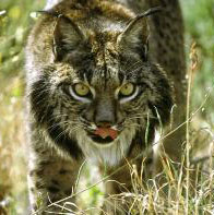iberian lynx