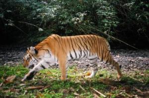tiger